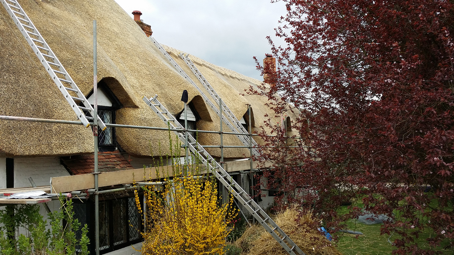 Thatch